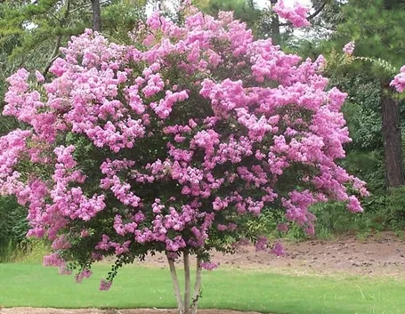 alberi da giardino