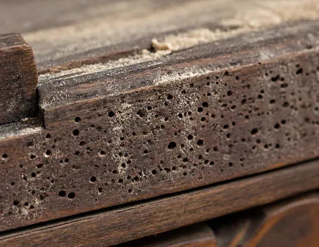 Legno tarlato