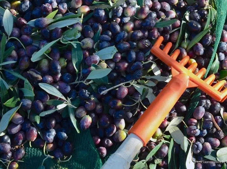 Rastrello per olive
