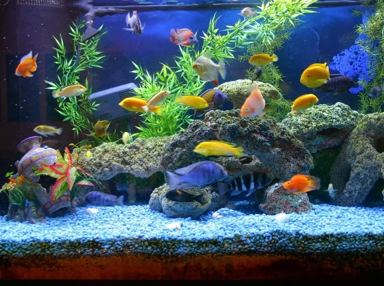 Acquario dal fondale ghiaioso