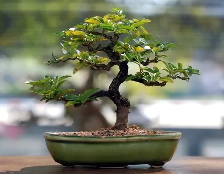 cura bonsai