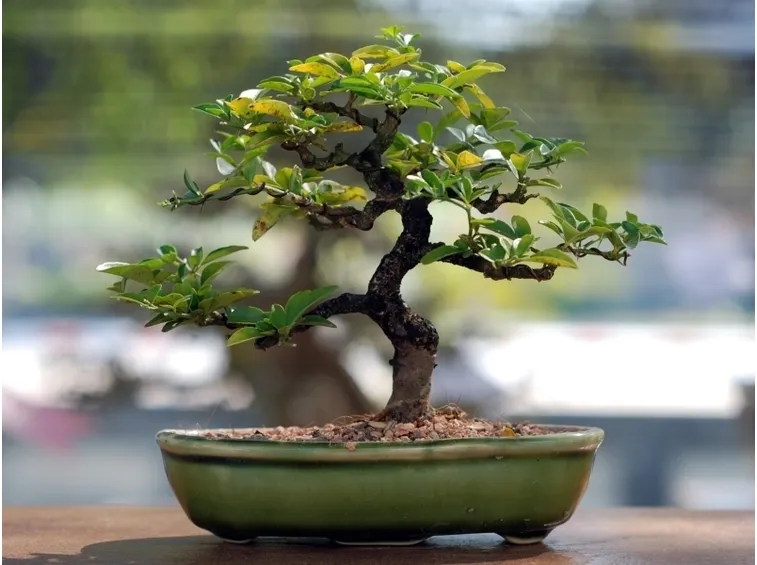 cura bonsai
