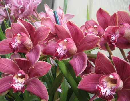 cura orchidea