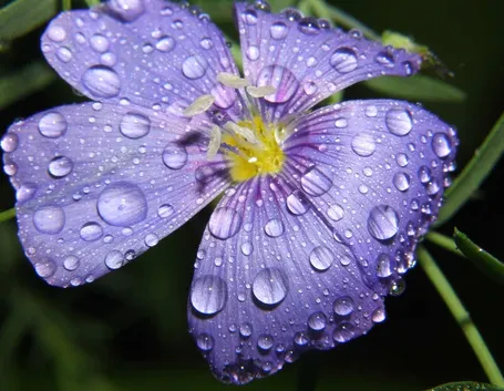 Acqua elemento vitale vegetazione