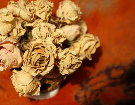Rose petali