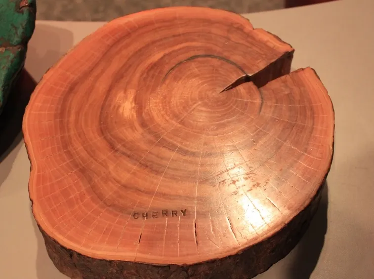 tronco legno ciliegio