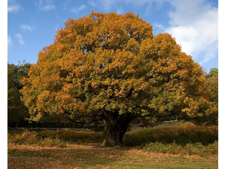 Albero di rovere