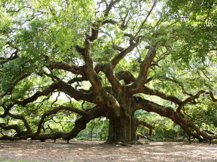 Enorme albero di rovere