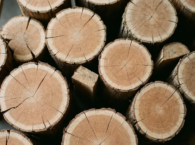 Tronchi di legno