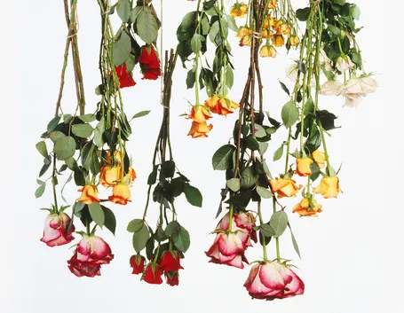 Fiori appesi ad essiccare