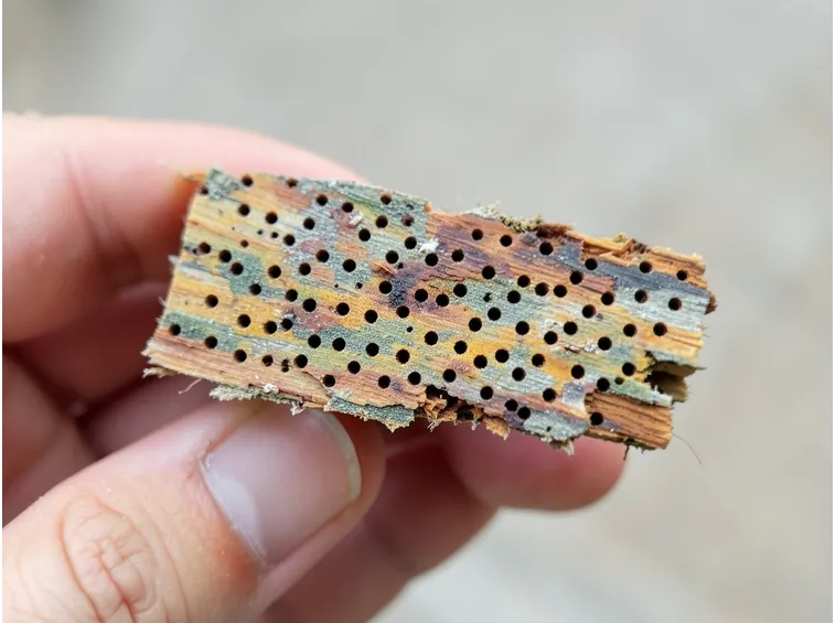 Una teca di legno infestata dai tarli