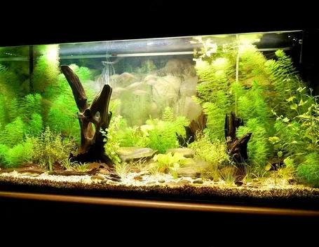 Acquario con pesci