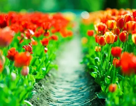 fiori