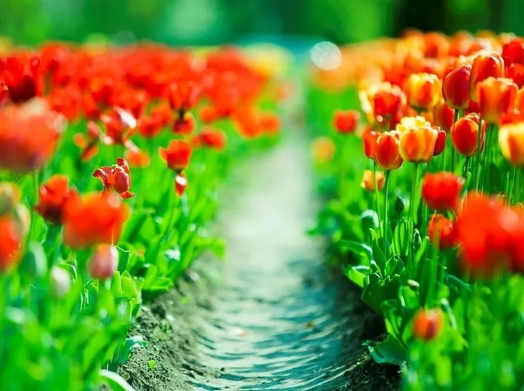 fiori