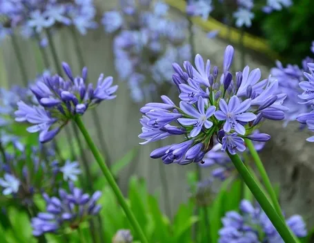 agapanthus blu