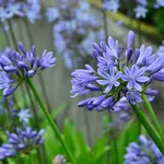 agapanthus blu