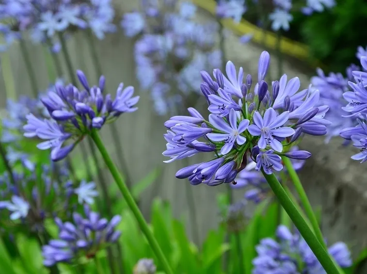 agapanthus blu