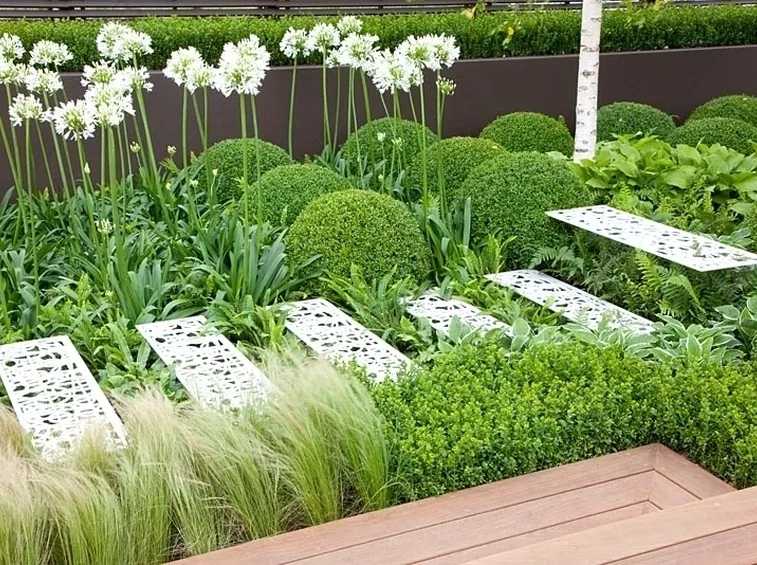 Agapanthus bianchi