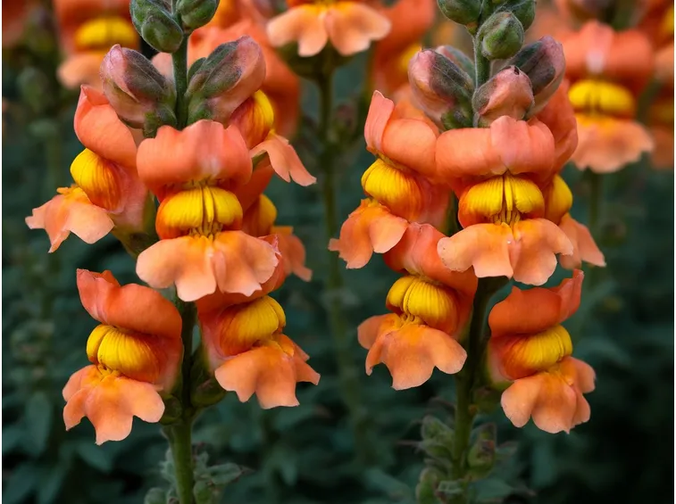 Splendide Bocche di leone color arancio