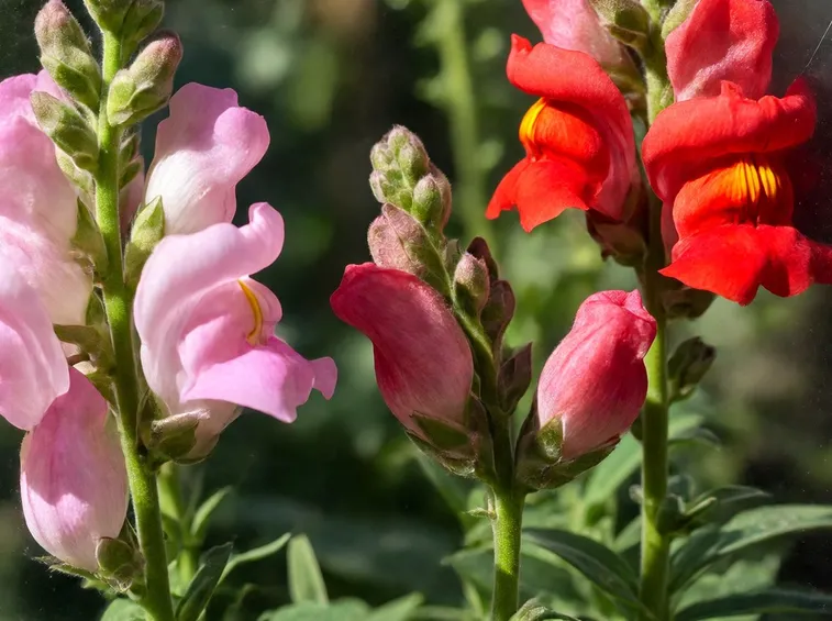 Bellissime Bocche di leone in giardino