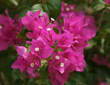 Fiori e brattee di bouganvillea