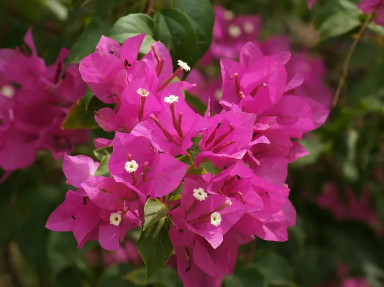 Fiori e brattee di bouganvillea