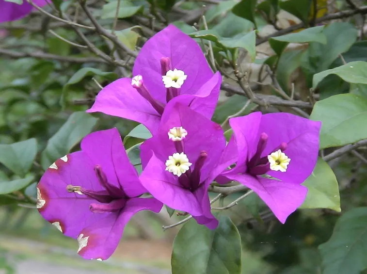 Esempio di fiore di bouganvillea