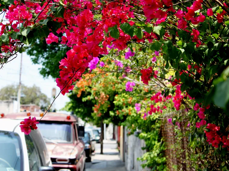Piante decorative di bouganvillea