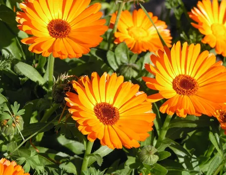Fiori di calendula fiorita