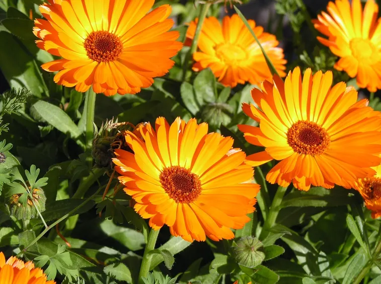 Fiori di calendula fiorita