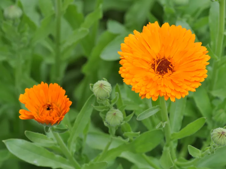 Fiori di calendula