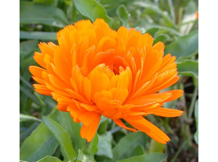 Fiore di calendula