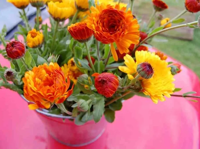 Fiori di calendula in vaso