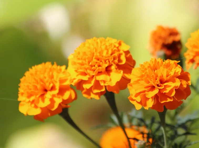 fiori calendula