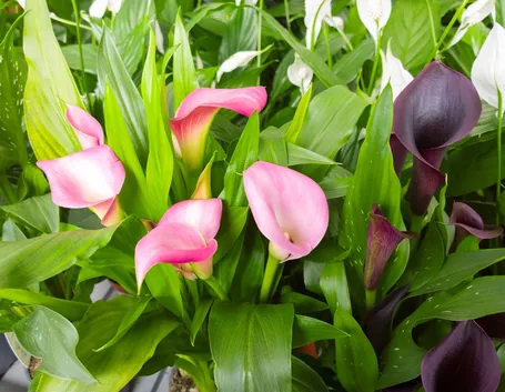Esemplari colorati di calla