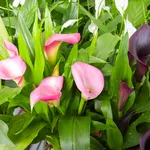 Esemplari colorati di calla
