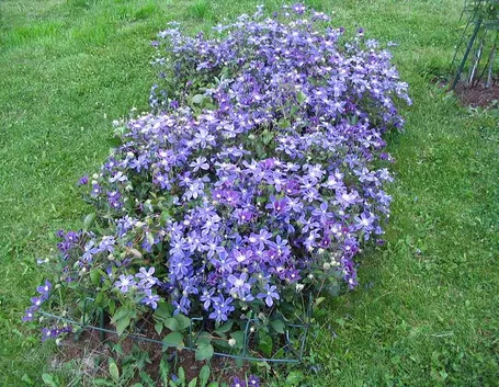 Clematis a dimora