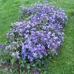 Clematis a dimora