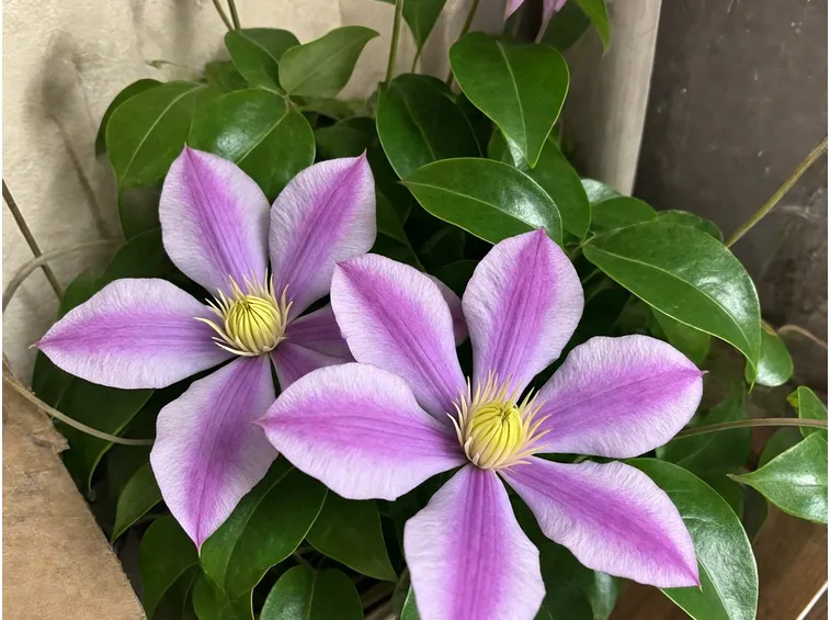 Bellissimi fiori di Clematis