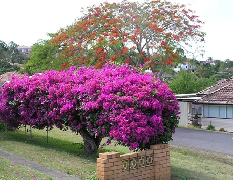 Pianta di bouganville in fiore
