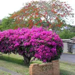 Pianta di bouganville in fiore
