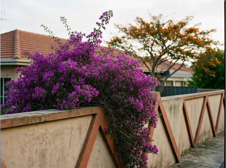 Pianta di bouganville in fiore