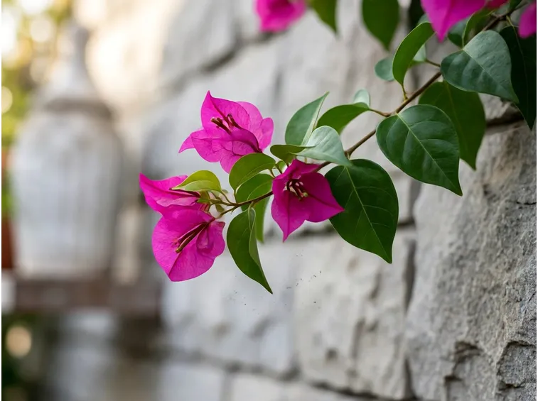 Fiori bouganville