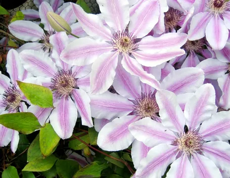 Fiori bicolore di Clematis