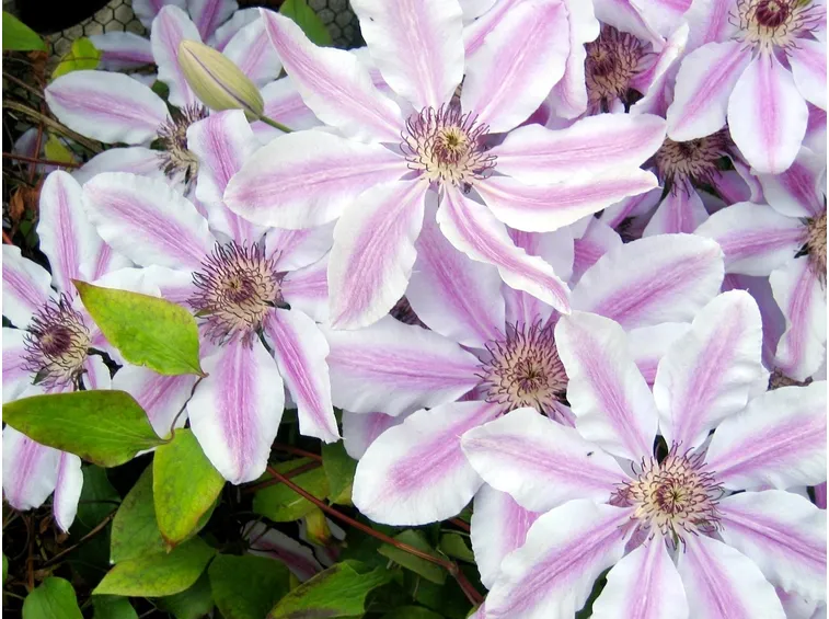 Fiori bicolore di Clematis