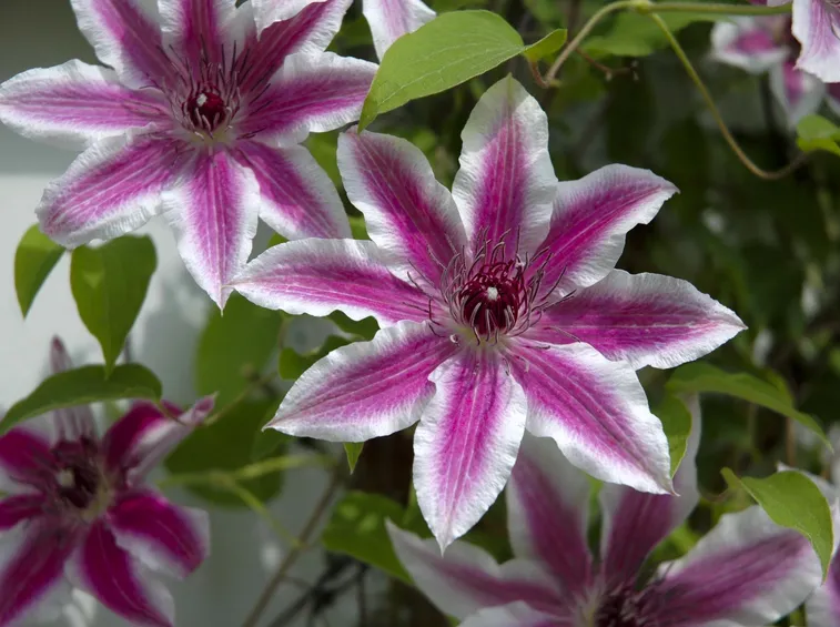 Fiori della pianta di Clematis