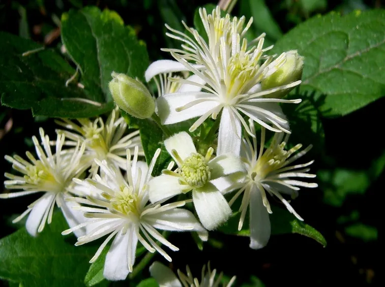 Infiorescenze bianche di Clematis