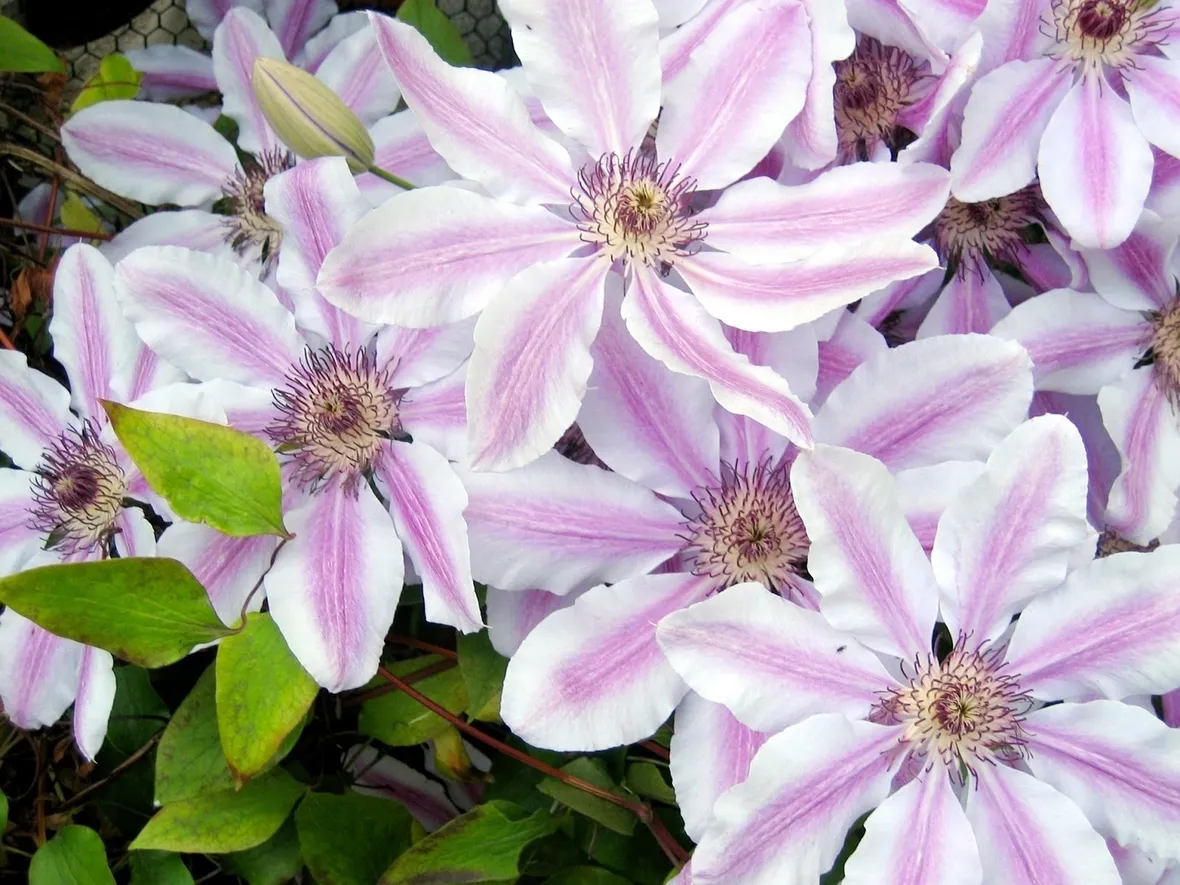 Fiori bicolore di Clematis