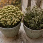 Erica o calluna: riconosci la pianta prima di curarla