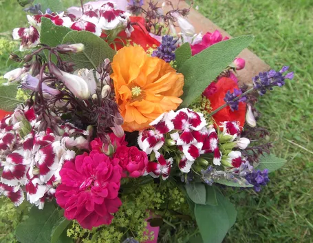Fiori di stagione primaverili